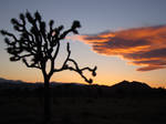 Joshua Tree Sunset 6 by Geotripper