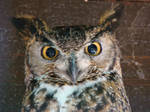 A Friendly Owl by Geotripper