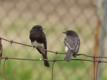 Two Black Phoebes