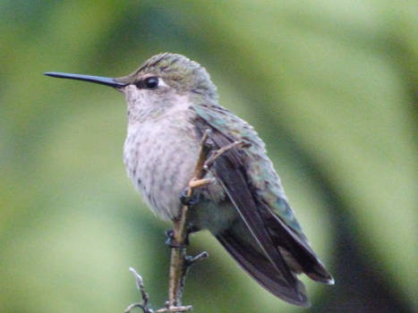 Anna's Hummingbird