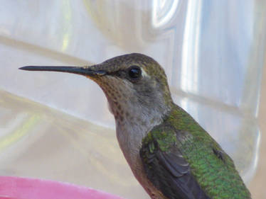 Anna's Hummingbird 2