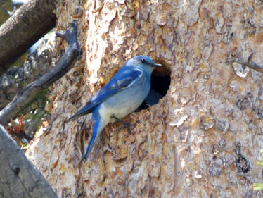 Mountain Bluebird at Tuolumne Meadows