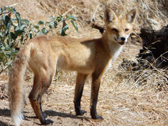 Red Fox on the Tuolumne River