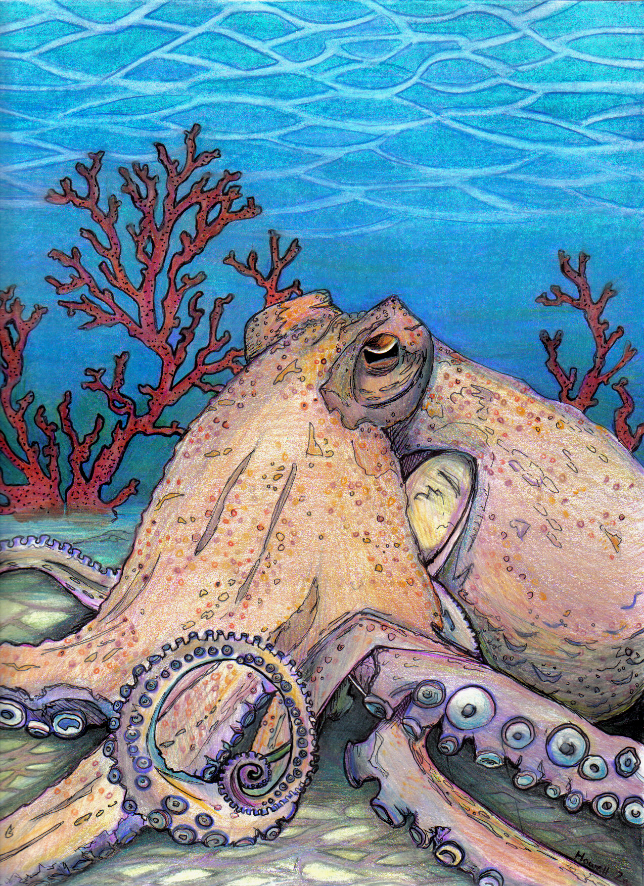 Octopus