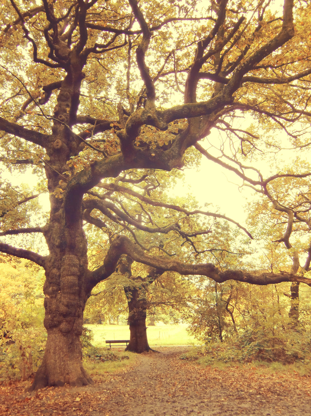 Hampstead Heath