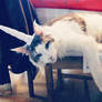 inflatable unicorn horn for cats