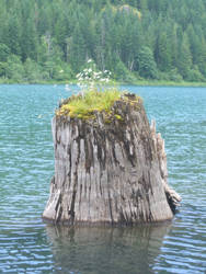 Floating Stump 2