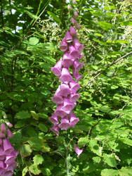 Foxglove