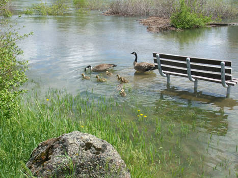 Goslings Swimming in the Park