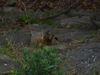 Intense Look Marmot