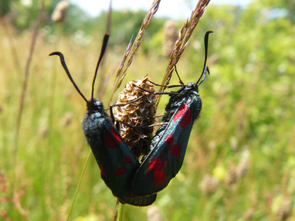 Deviantart Insect Love bug's love by StarBugsBunny on DeviantArt