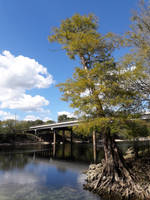 Cedar By The River