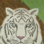 White Tiger