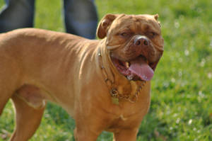 Dogue de bordeaux