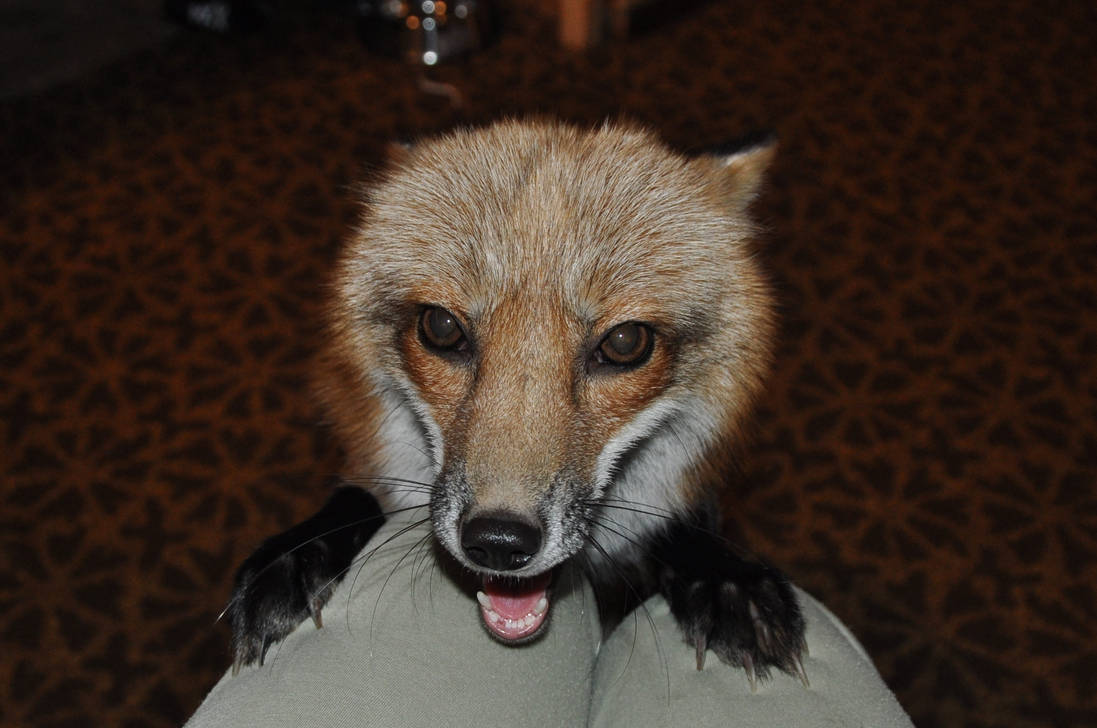 Angry Fox by Najlvin on DeviantArt