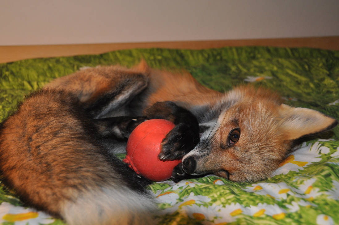 Vixey plays on my bed by Najlvin Vixey plays on my bed by Najlvin
