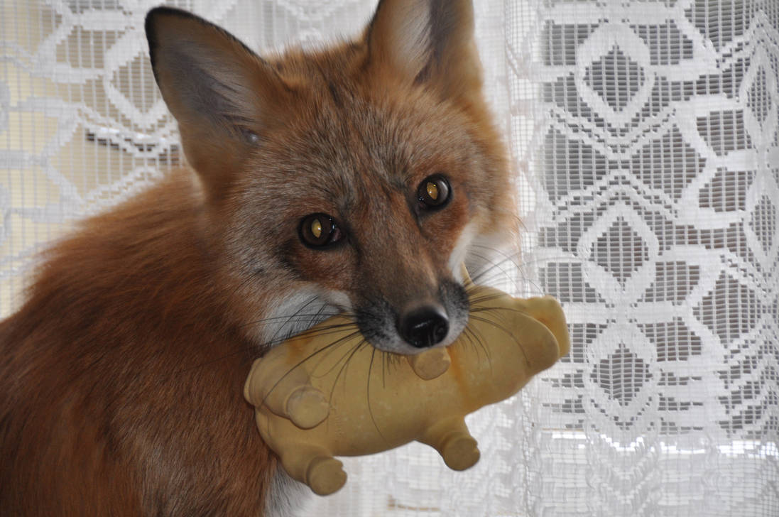 Vixey and her new toy by Najlvin Vixey and her new toy by Najlvin