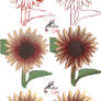 Sunflower Step by Step [video process]