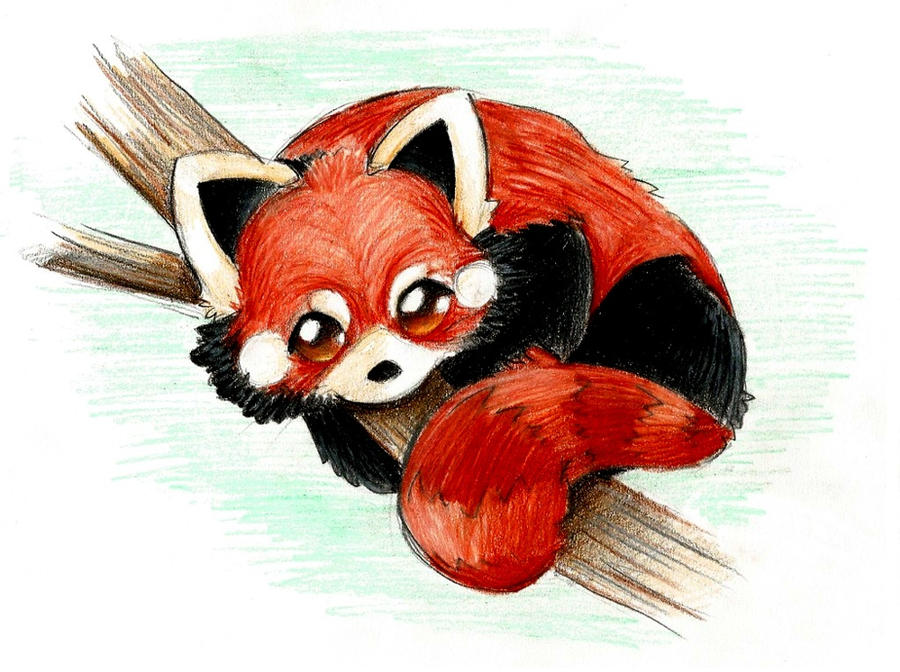 Chibi Red Panda By Pinkymaggie On Deviantart Chibi Red Panda By Pinkymaggie On Deviantart