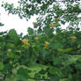 Tulip Tree in bloom