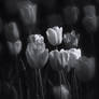 tulips in b and w