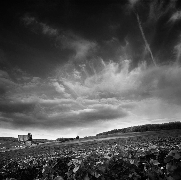 clouds and vines