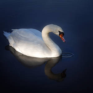 the white swan