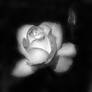 a rose.....