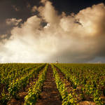 the light in Champagne..... by VaggelisFragiadakis
