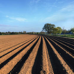 spring fields