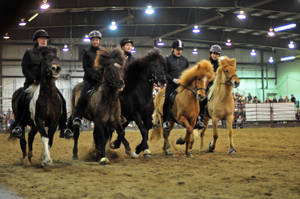 Icelandic Ponies