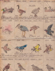 Birds In Prospect Park II
