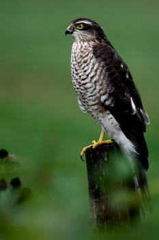 Sparrow Hawk