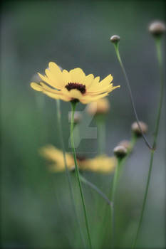 Yellow Spring Flowers