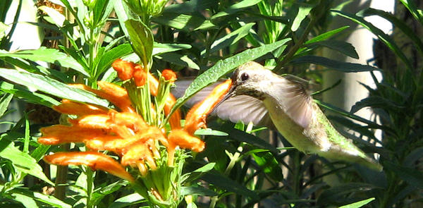 hummingbird