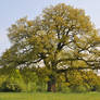 Oak Tree Stock 1