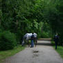 Grazing Horse Stock 2