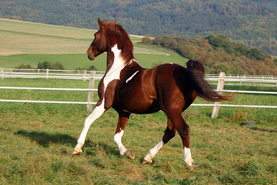 American Saddlebred Stock 6