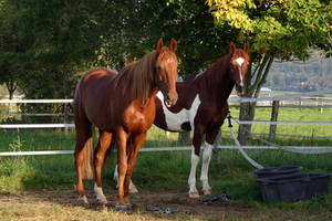 American Saddlebred Stock 30