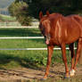 American Saddlebred Stock 35