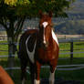 American Saddlebred Stock 43