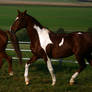 American Saddlebred Stock 49