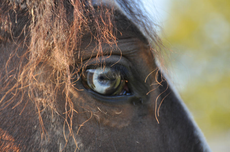 Horse Eye Stock 5 By LuDa Stock On DeviantArt horse-eye-stock-5-by-luda-stock-on-deviantart