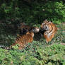 Sumatran Tiger Stock 50