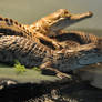 Crocodile Stock 2