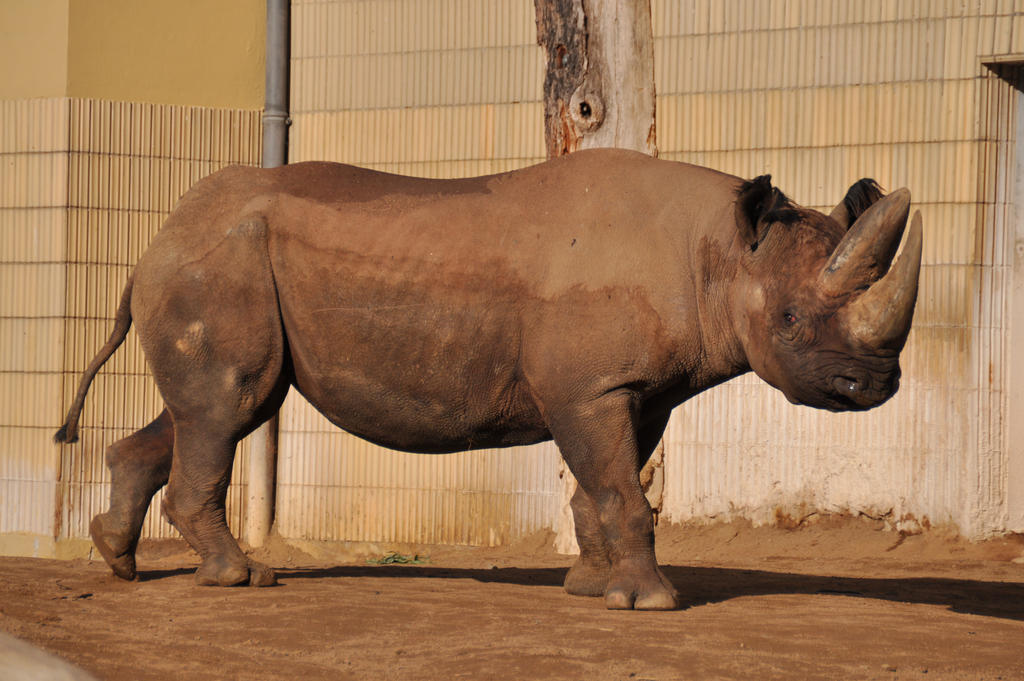 Rhino Stock 2