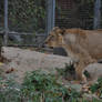 Lion Female Stock