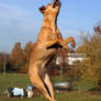 Terrier Mix Dog Jumping