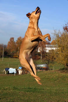 Terrier Mix Dog Jumping