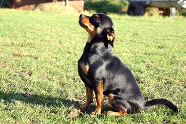 Chihuahua Dog Stock 7